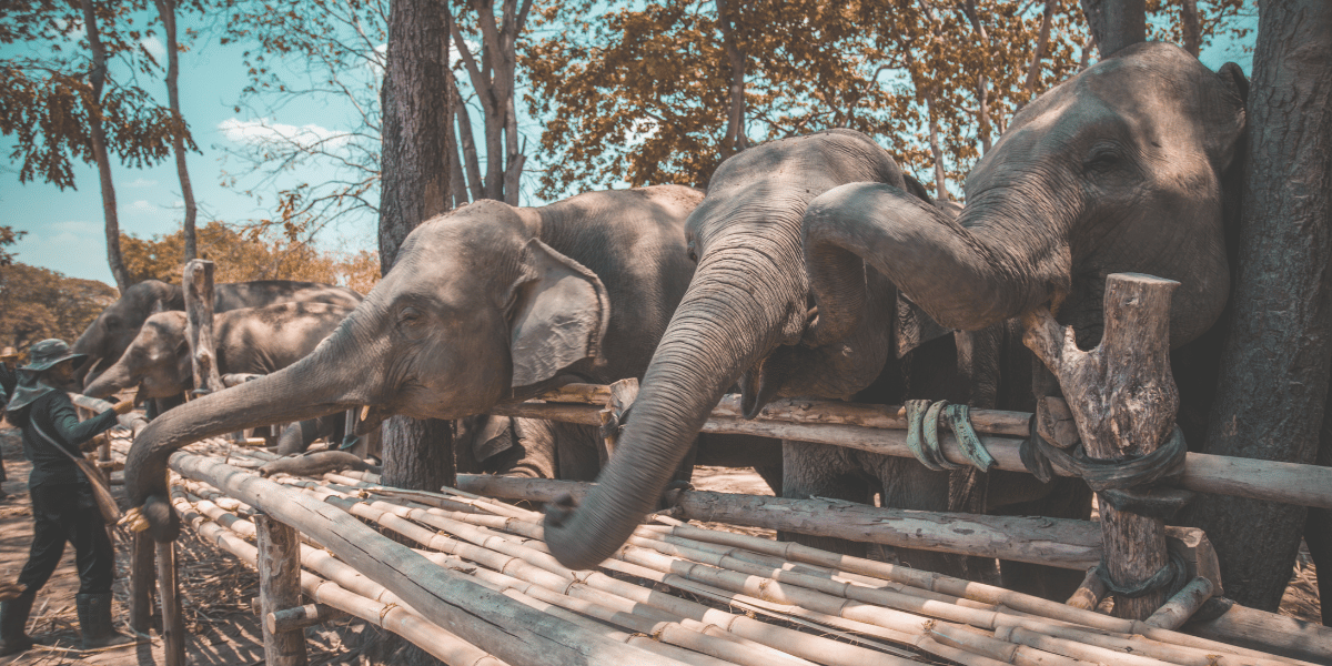 Samui Elephant Sanctuary